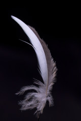 Close-up of a beautiful gray feather of a Corella parrot in bright illumination on a black background. Contrast black and white photophone for design and text.