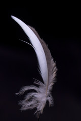 Obraz premium Close-up of a beautiful gray feather of a Corella parrot in bright illumination on a black background. Contrast black and white photophone for design and text.