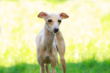 Dog breed Italian Greyhound