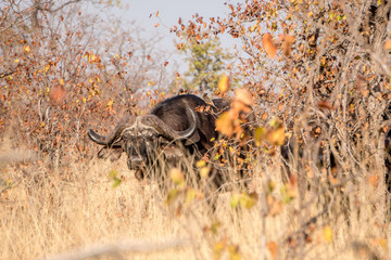 Cape Buffalo with broken horn