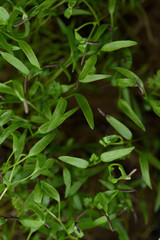 Healthy organic produce concept. Tender leaves of chervil microgreens sprouting from seeds selective focus texture background