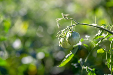 Green unripe tomatoes growing in the vegetable garden. Ripening tomatoes on a garden bed close-up. Cultivation of vegetables. Gardening in the summer house in the spring and summer season.