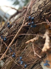 Makro Nahaufnahme Strauch Gestrüpp Busch Bush Winter Trocken Beere Beeren
