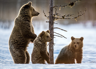 She-bear standing on its hind legs. She-Bear and bear cubs on the snow in the winter forest....