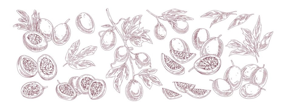 Collection of various passion fruit vector illustration in realistic hand drawn style. Set of monochrome half and slices exotic fruits isolated on white background. Bundle of ripe tropical growth