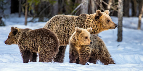 She-Bear and bear cubs on the snow in the winter forest. Natural habitat. Scientific name: Ursus Arctos Arctos. © Uryadnikov Sergey