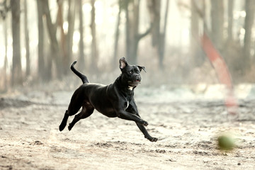 Dog breed Cane Corso in the autumn forest © Мария Старосельцева