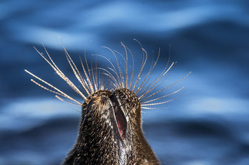 Face of the seal raised up with ajar mouth. The Ladoga ringed seal. Close up, Blue water background. Scientific name: Pusa hispida ladogensis. The Ladoga seal in a natural habitat. Ladoga Lake. Russia