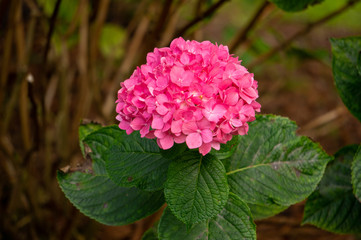 Fototapeta premium red flower in the garden