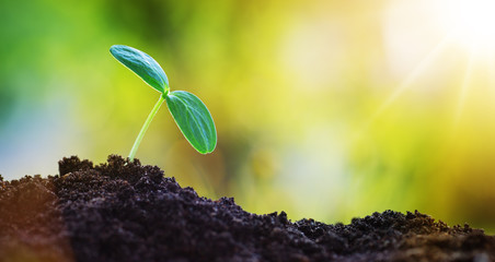 Seedlings in the soil on sunny day in the garden in summer