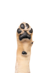 Golden retriever puppy paw isolated on white background. Flat lay copy space.