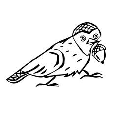 A bird holds an acorn in its beak. Hand-drawn in line art style. Monochrome vector illustration. Isolated on white.