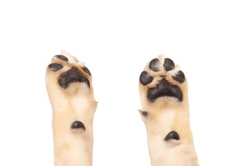 cute dog puppy paw showing pads on white background.