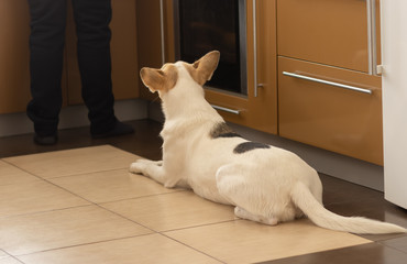 White young dog lying near stove and patiently waiting till master finish cooking canine food