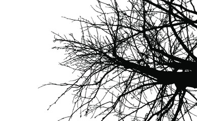 Black tree branches without leaves on a white background.