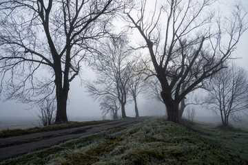 Droga między drzewami zasnuta mgłą 