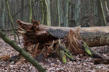 powalone drzewo stary las jesień