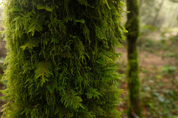 moss