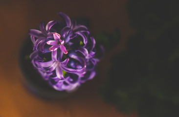 An abstract, blurred photo of flowers, a play of colors