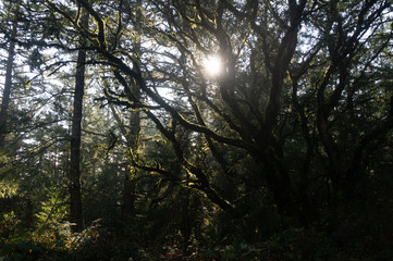 Obraz premium sun shining though the mist in the forest