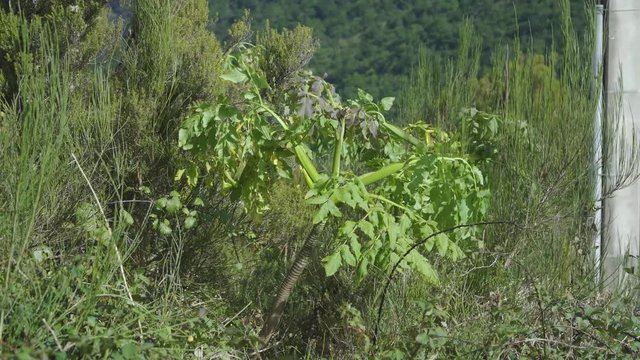 Madeira Giant Black Parsley, Melanoselinum decipiens plant in S&atilde;o Vicente, Madeira island, Portugal.