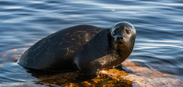 Pusa Bilder Durchsuchen 831 Archivfotos, und Videos