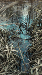 eau stagnante et paille