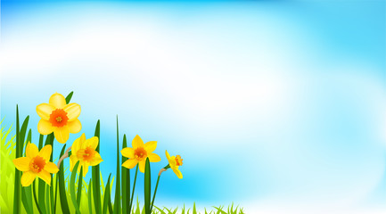 Fototapeta na wymiar Spring blossom banner with daffodils