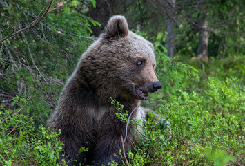 Fototapeta premium Cub of Brown Bear in the summer forest. Closeup portrait. Natural habitat. Scientific name: Ursus arctos.