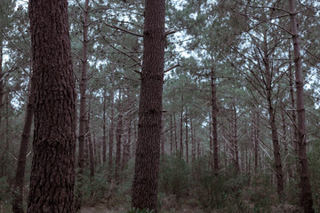Photos de forêt