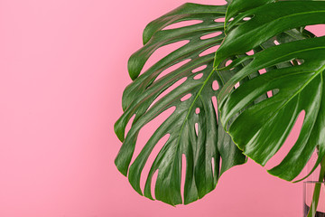 Fototapeta na wymiar Beautiful monstera leaf on a pink background. Backdrop
