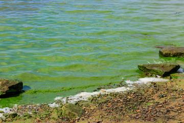 Blooming green water. Green algae polluted river