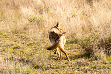 coyote in california