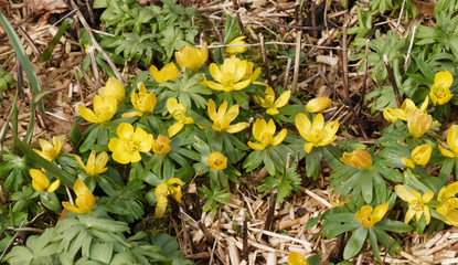 (Eranthis hyemalis) Tapis jaune vif d'aconit d'hiver ou helléborine