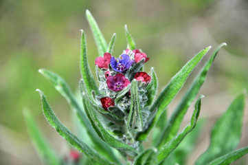 Cynoglossum officinale blooms in nature