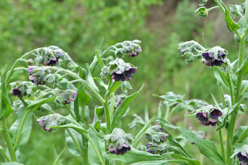 Cynoglossum officinale blooms in nature