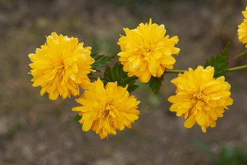 flowers of Kerria japonica,yellow flowers bloomed on Japanese marigold bush