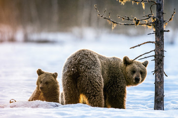 She-Bear and bear cub on the snow in the winter forest. Natural habitat. Scientific name: Ursus Arctos Arctos. 