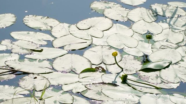 Water lillies on a bright summer day