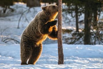 Brown bear stands on its hind legs by a pine tree in winter forest. Scientific name: Ursus arctos....