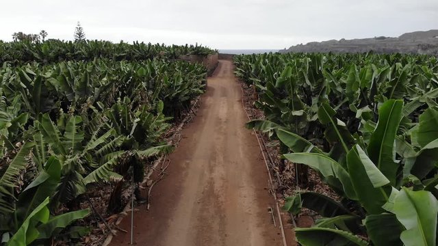 Banana tree plantation and industry eco production and developing. Organic farming and agricultural field growing on ecoturism land