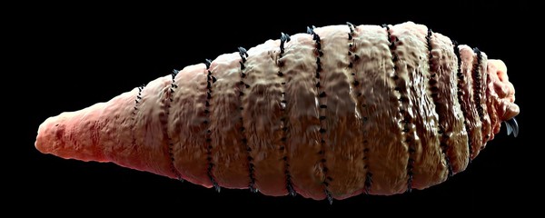 3d illustration - Botfly Larva