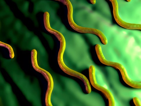 3d Illustration - Borrelia Burgdorferi Bacteria