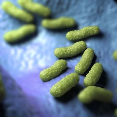 3d illustration - Escherichia Coli Bacteria