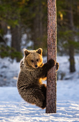 Bear Cub Climbing a Pine Tree. Sunset light in Winter forest. Brown Bear, Scientific name: Ursus...