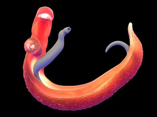 3d illustration - Schistosoma - 324171181
