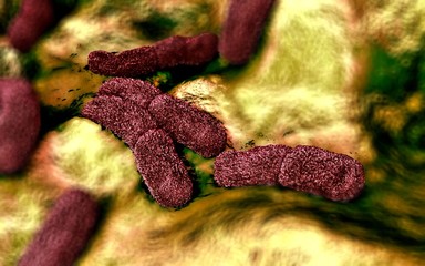 3d illustration - Yersinia Pestis Bacteria