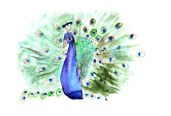 watercolor drawing peacock with open tail