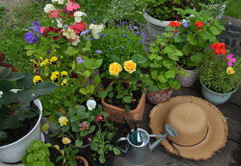 Yellow rose, pansy and phlox flowers in pots with straw hat and watering can on garden patio.