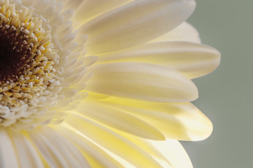 A bright yellow ray of light pierces the delicate petals of a white gerbera, close-up on an olive...
